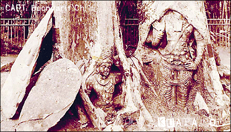 KhoaPranarayanInTheTree