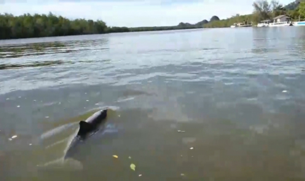 ชาวพังงาตื่นเต้น!พบโลมาปากขวดโผล่เล่นน้ำท่าเรือบ้านท่าด่าน